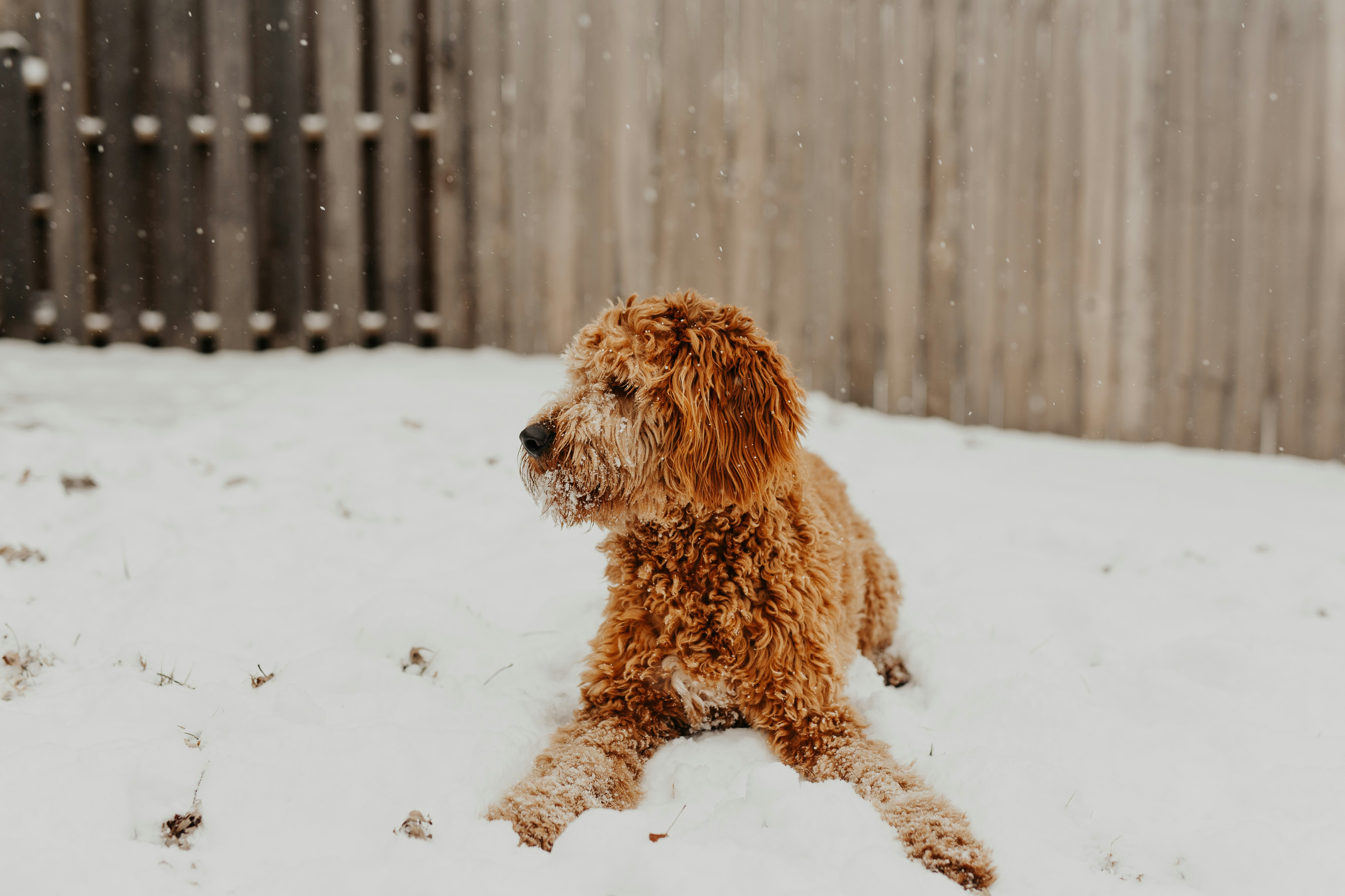 adult brown dog on white surface